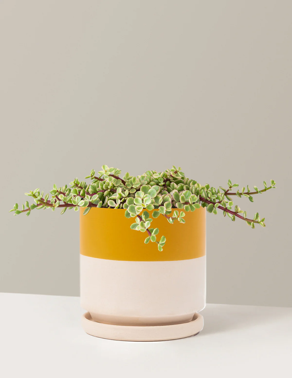 Variegated Elephant Bush Prosperity Plant - Image 19
