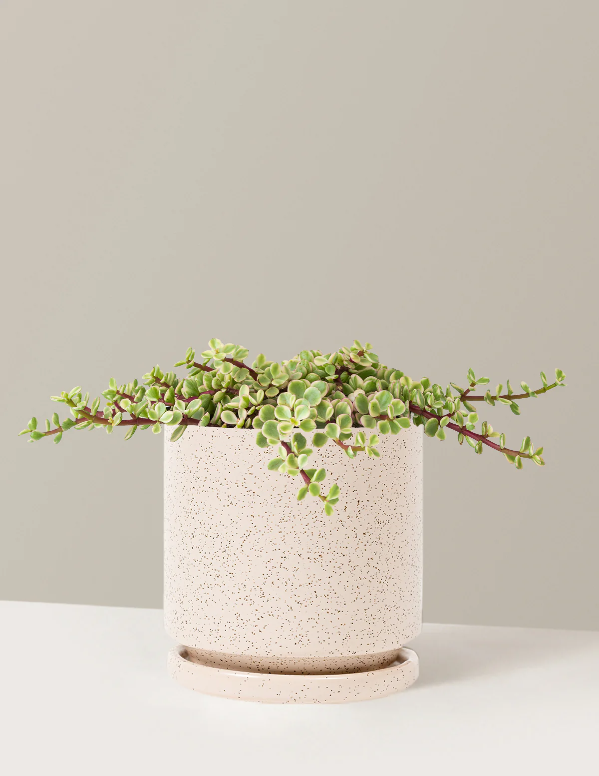 Variegated Elephant Bush Prosperity Plant - Image 20