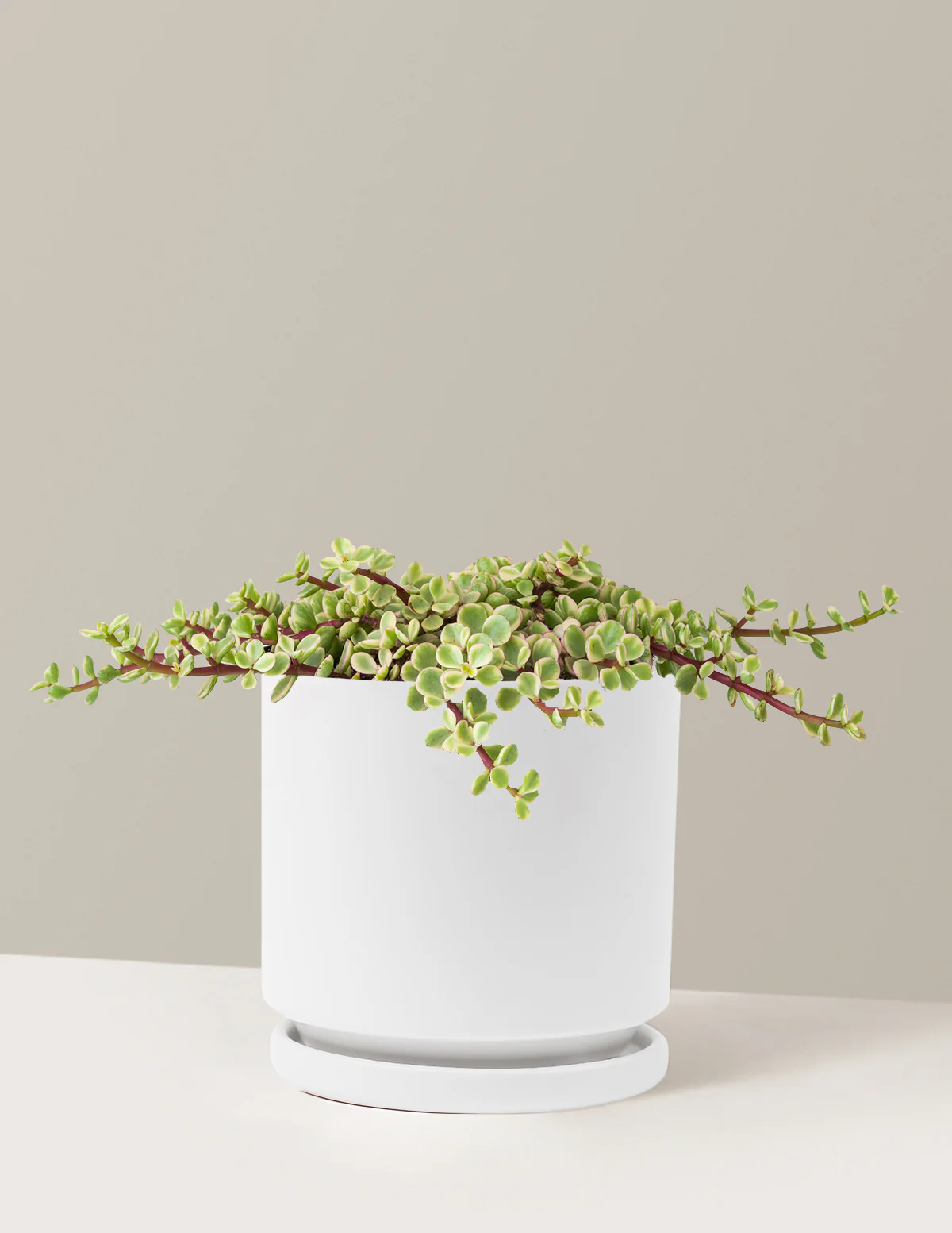 Variegated Elephant Bush Prosperity Plant - Image 21