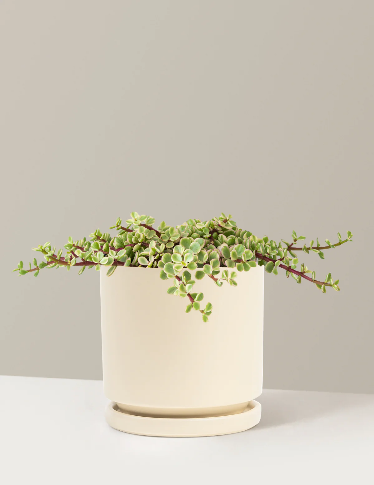 Variegated Elephant Bush Prosperity Plant - Image 22