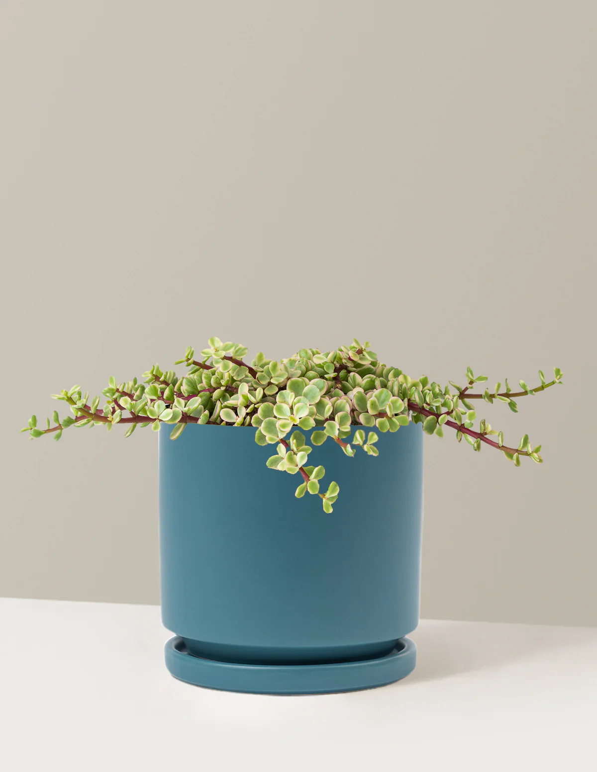 Variegated Elephant Bush Prosperity Plant - Image 23