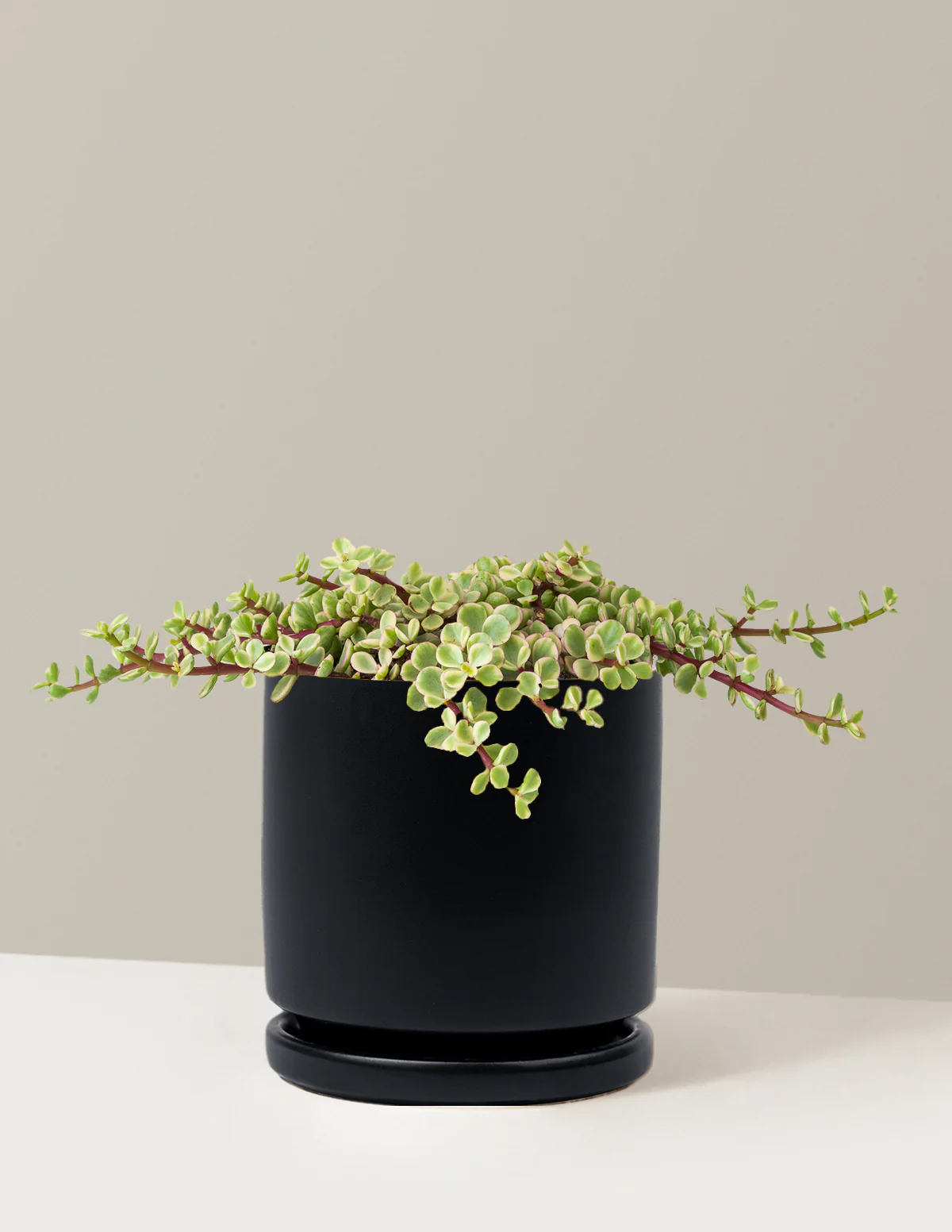 Variegated Elephant Bush Prosperity Plant - Image 24