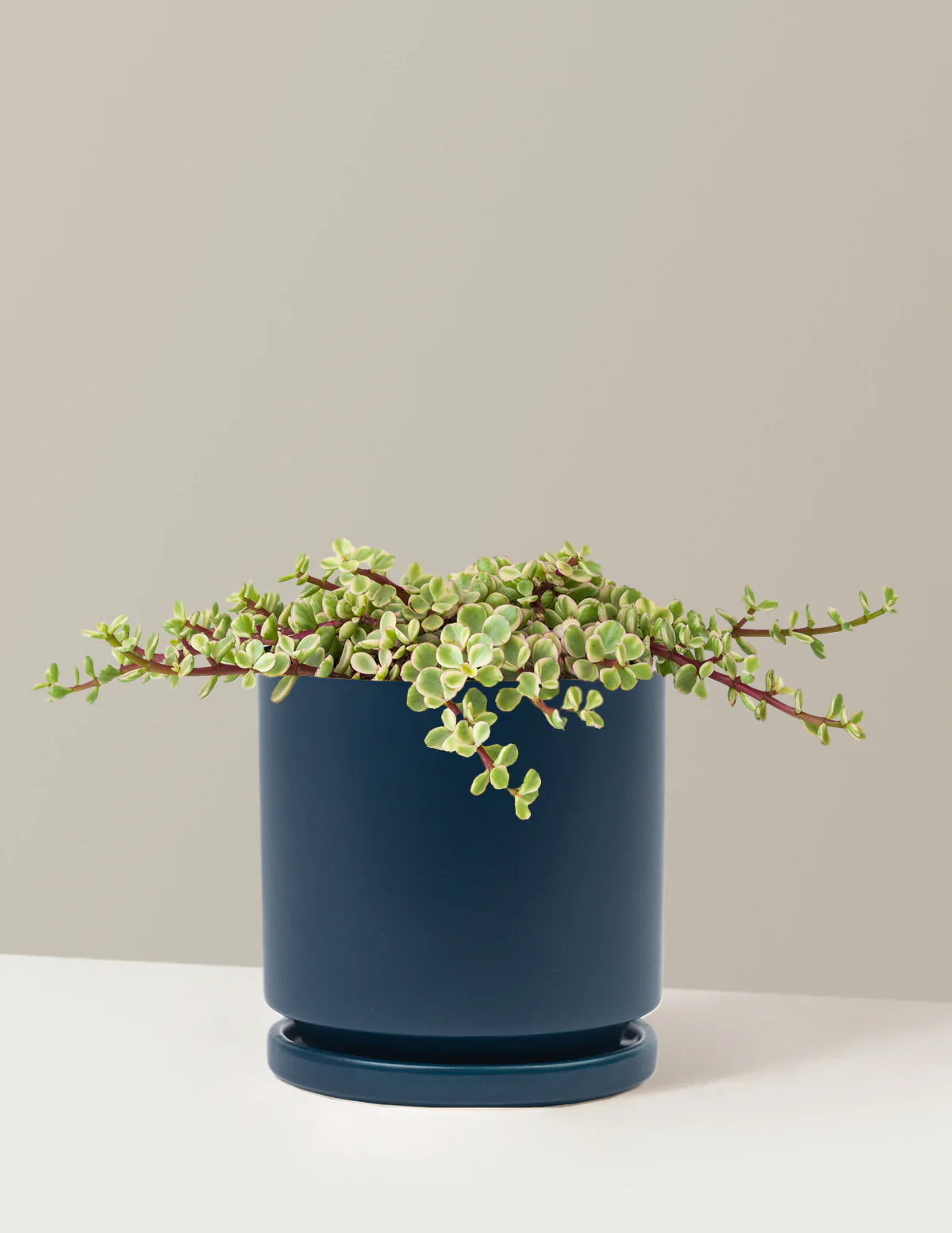 Variegated Elephant Bush Prosperity Plant - Image 25