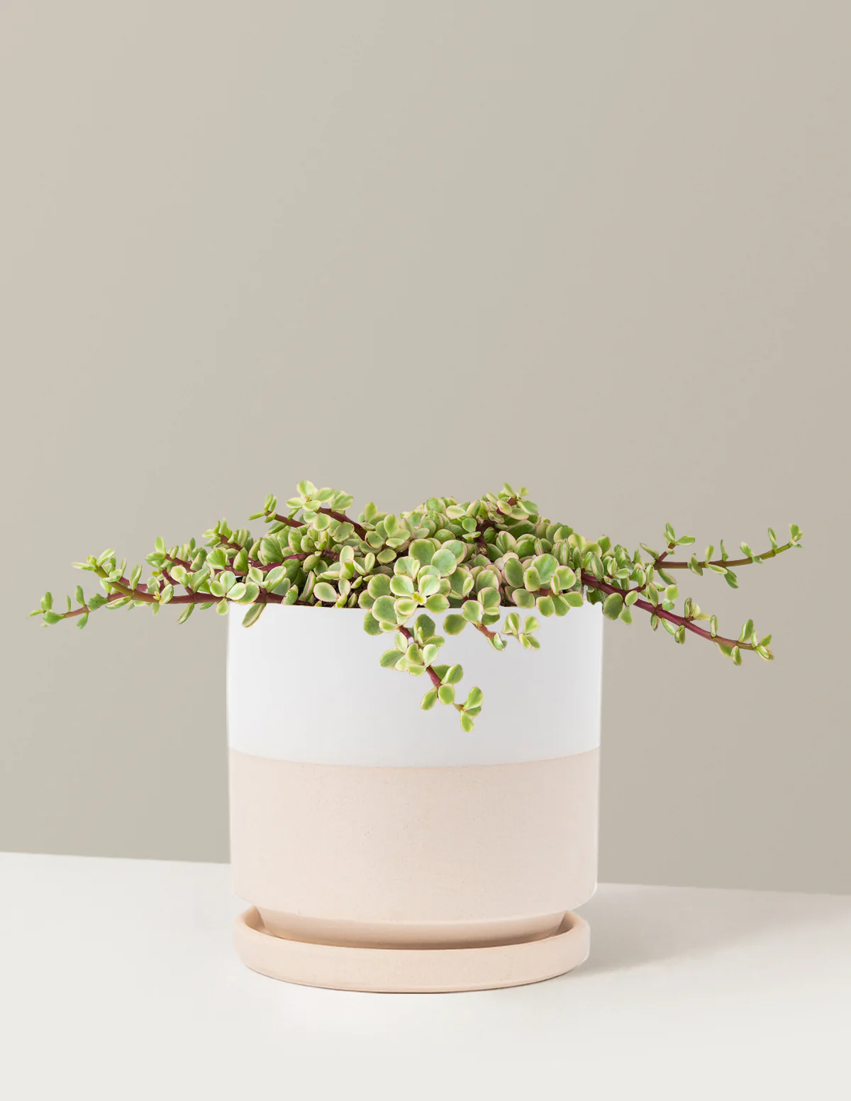 Variegated Elephant Bush Prosperity Plant - Image 26