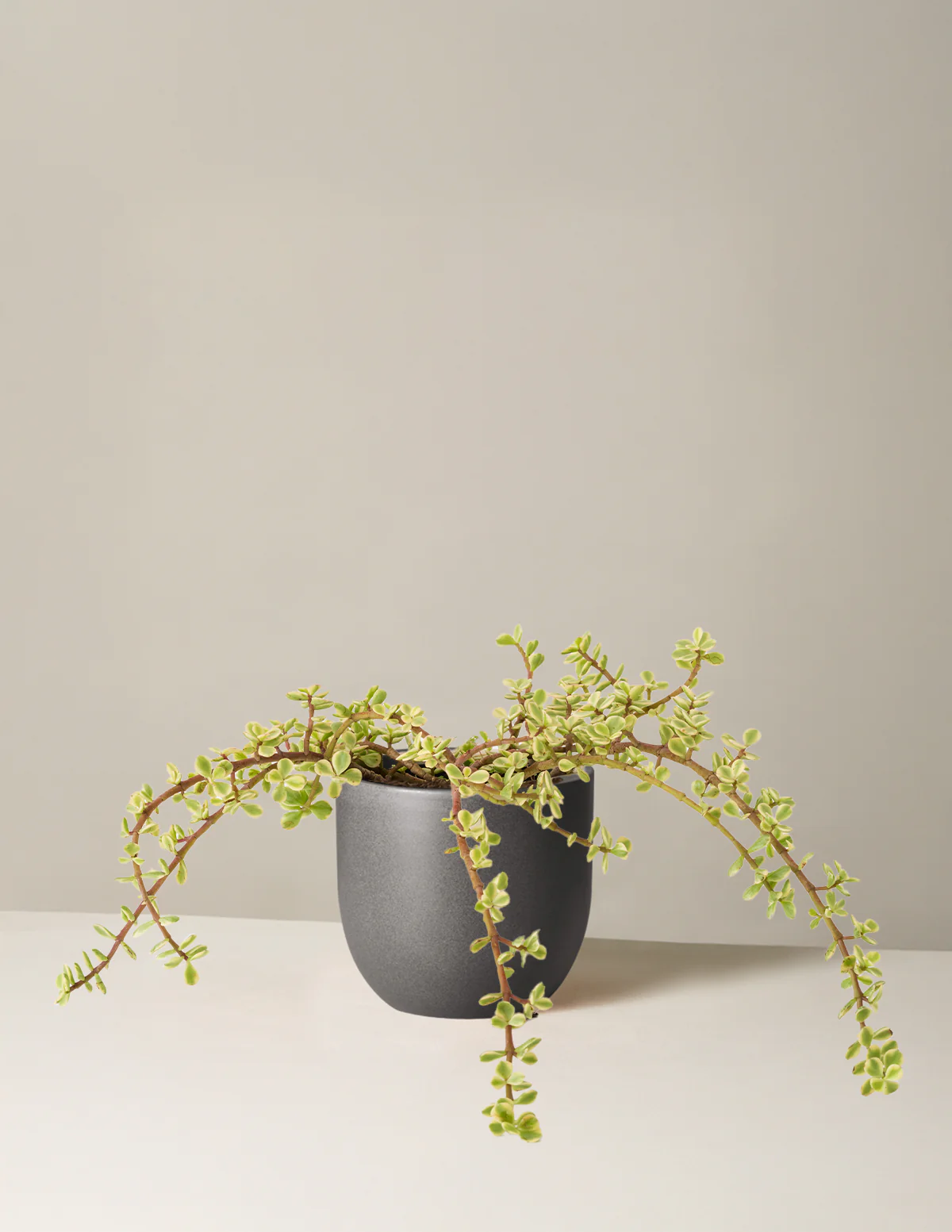 Variegated Elephant Bush Prosperity Plant - Image 27
