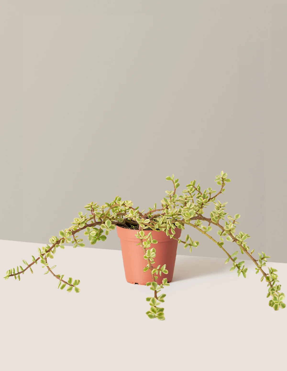 Variegated Elephant Bush Prosperity Plant - Image 28