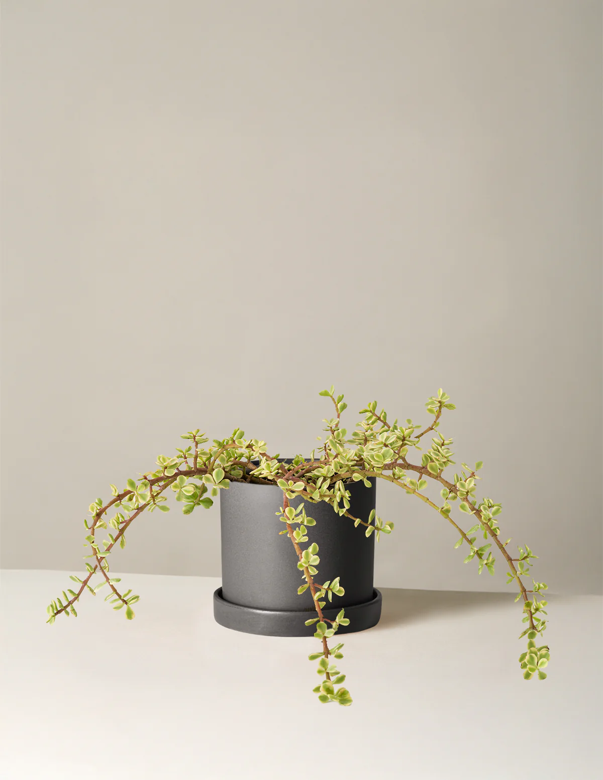 Variegated Elephant Bush Prosperity Plant - Image 29