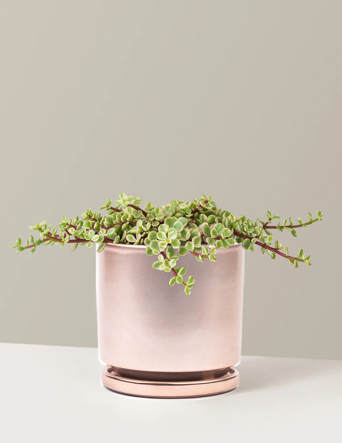 Variegated Elephant Bush Prosperity Plant - Image 3