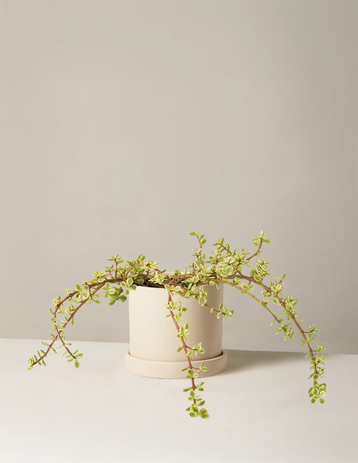 Variegated Elephant Bush Prosperity Plant - Image 30