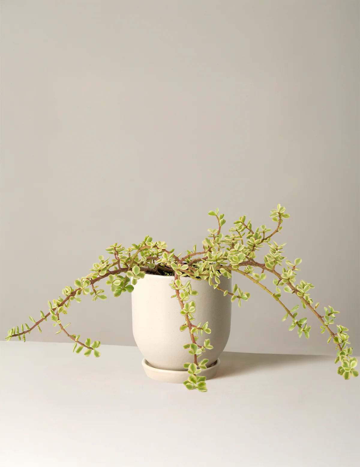 Variegated Elephant Bush Prosperity Plant - Image 31