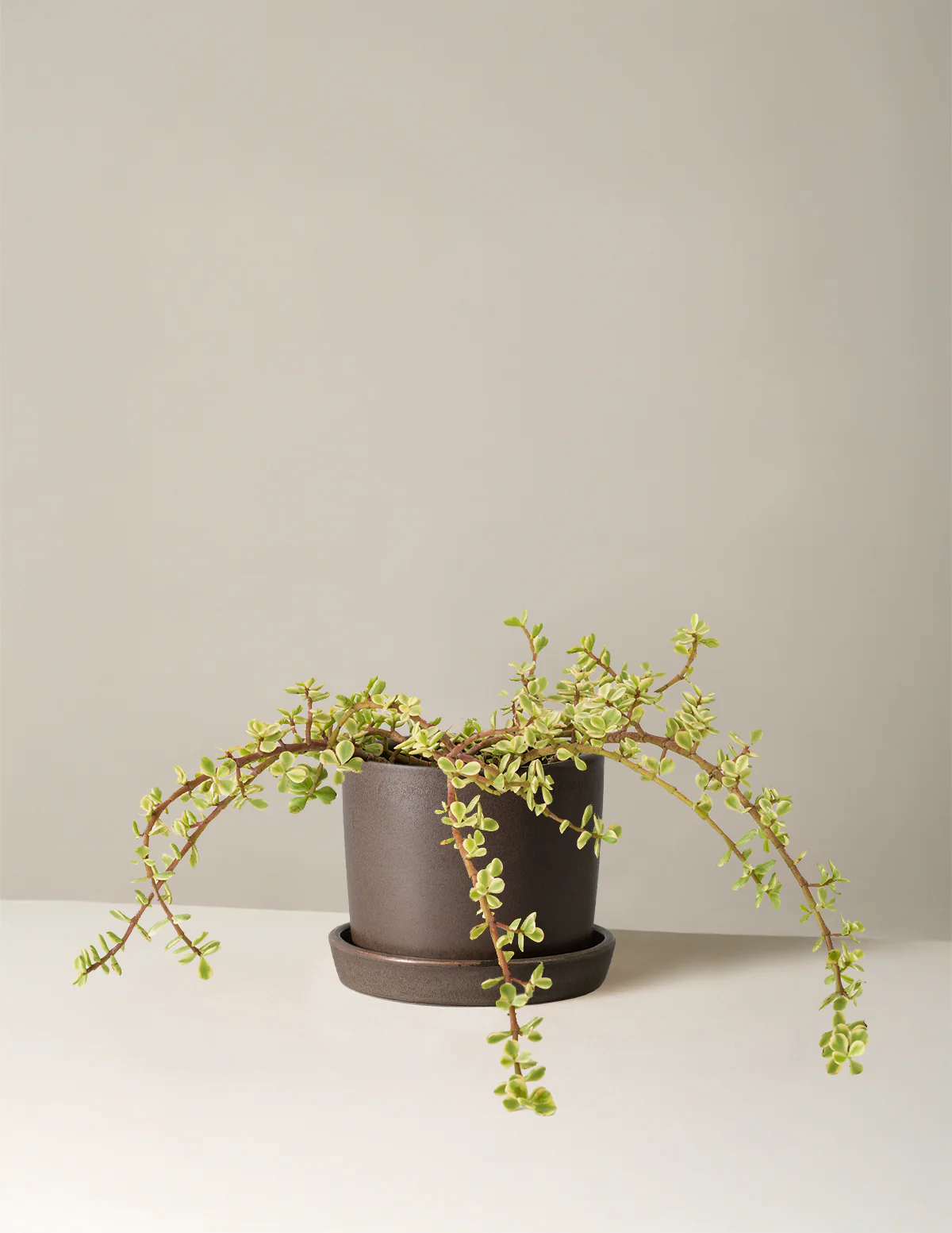 Variegated Elephant Bush Prosperity Plant - Image 32