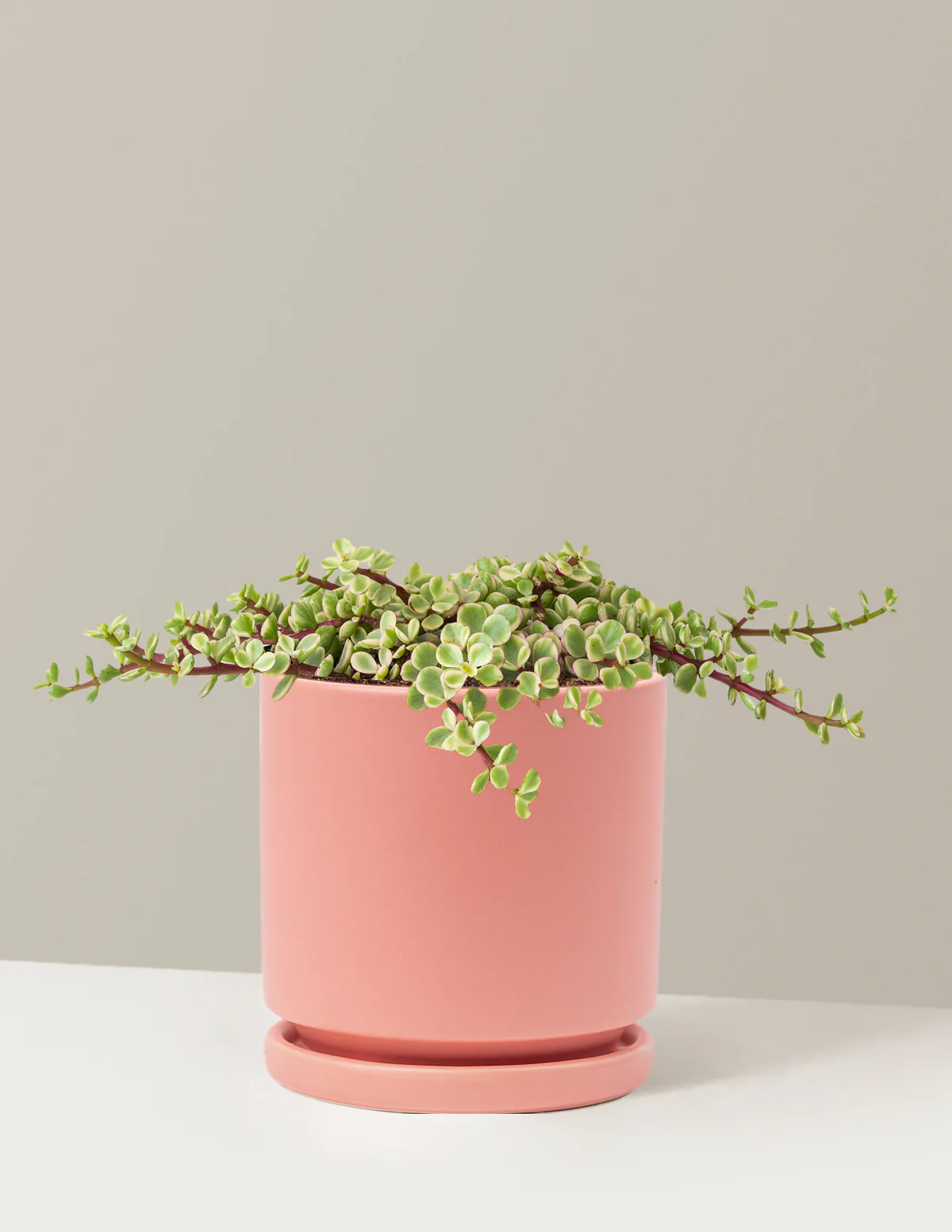 Variegated Elephant Bush Prosperity Plant - Image 33