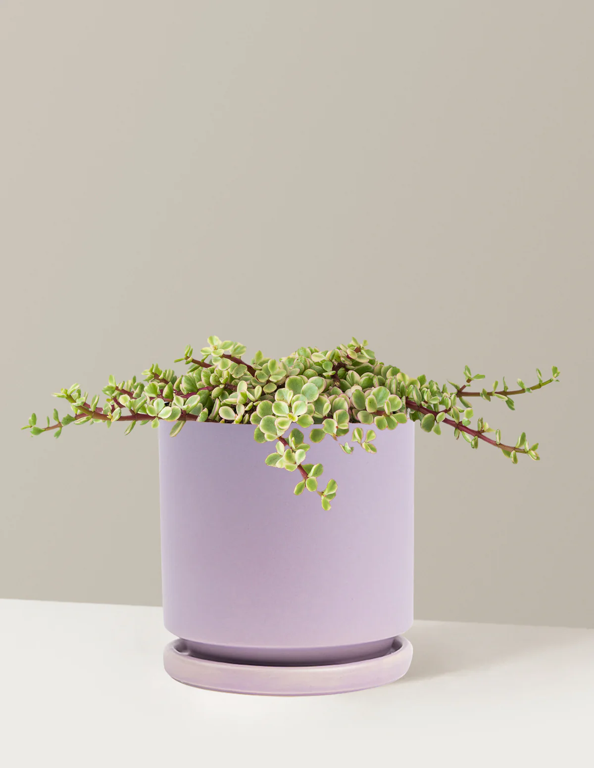 Variegated Elephant Bush Prosperity Plant - Image 34