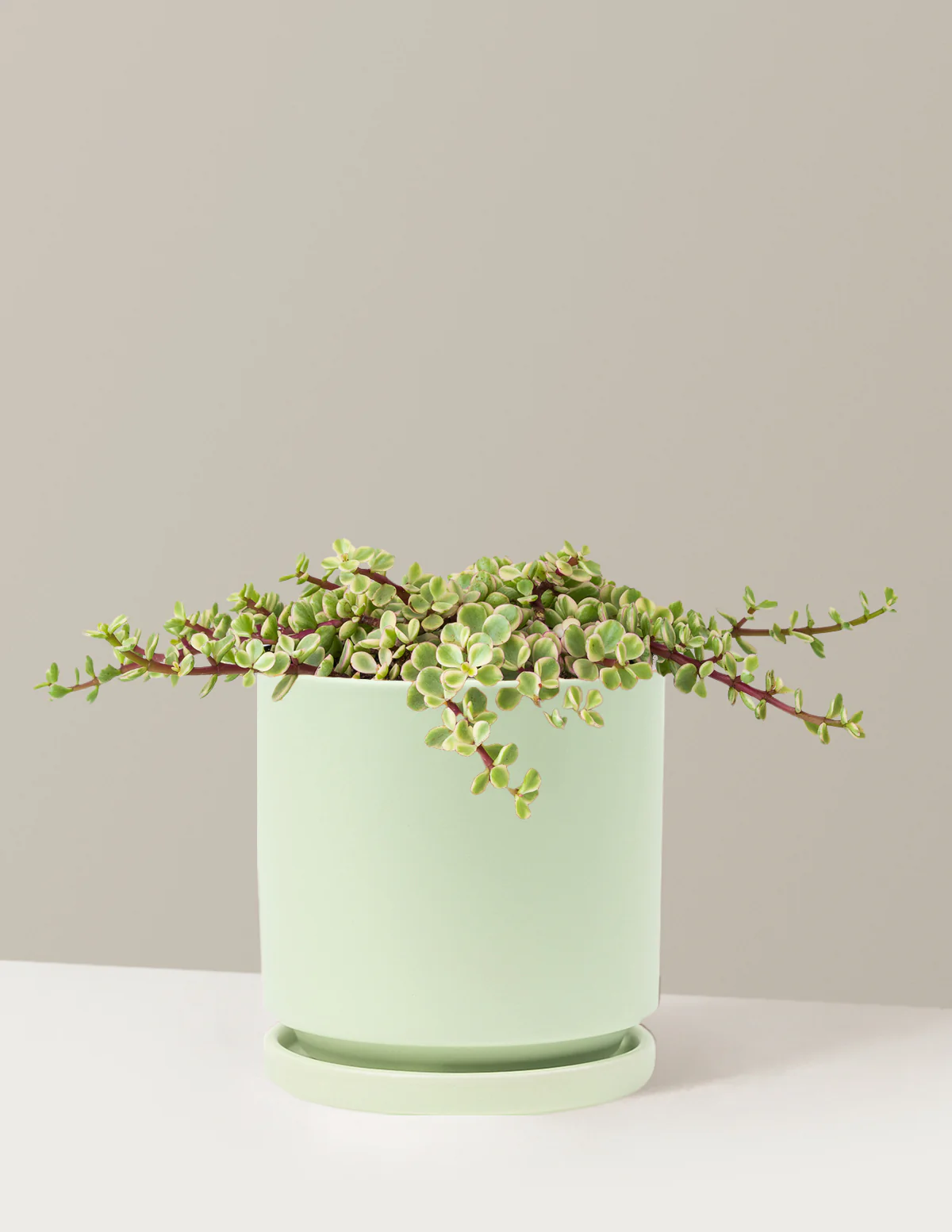 Variegated Elephant Bush Prosperity Plant - Image 5