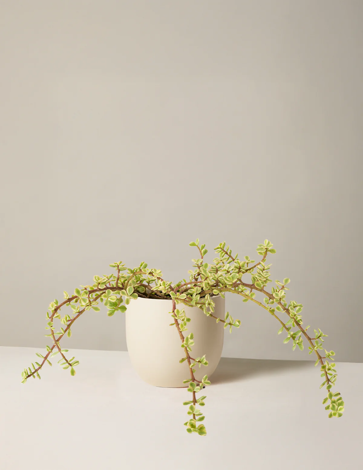 Variegated Elephant Bush Prosperity Plant - Image 6
