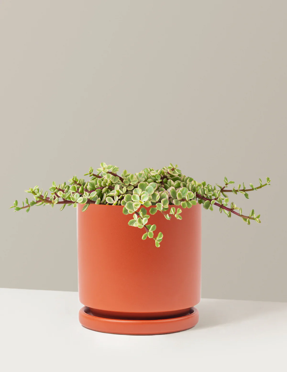 Variegated Elephant Bush Prosperity Plant - Image 7