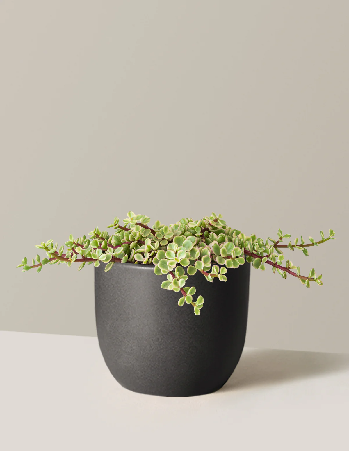 Variegated Elephant Bush Prosperity Plant - Image 8