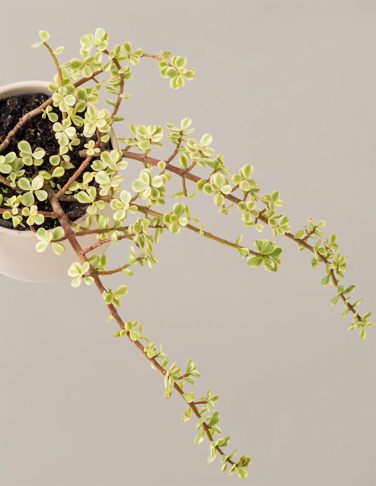 Variegated Elephant Bush Prosperity Plant - Image 9