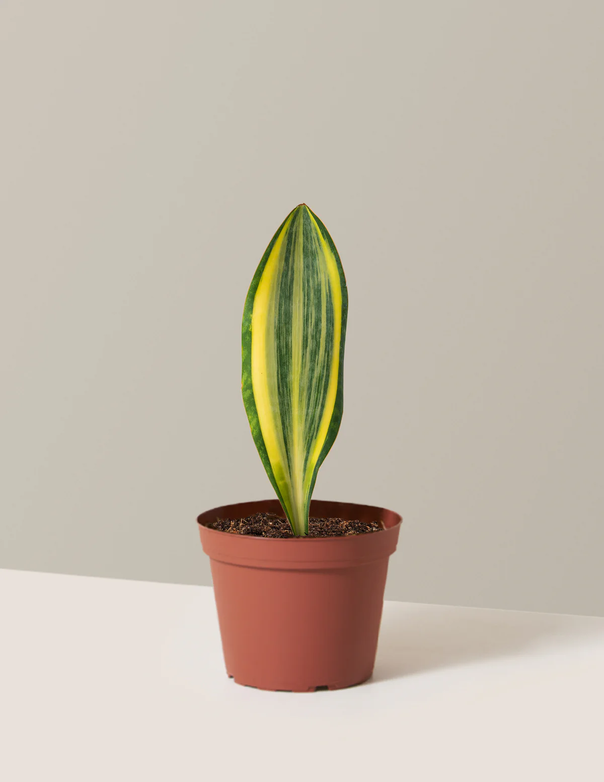 Variegated Whale Fin Snake Plant - Image 10