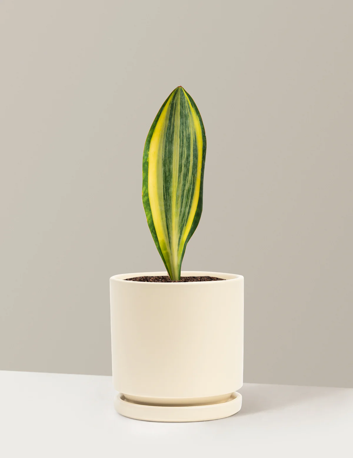 Variegated Whale Fin Snake Plant - Image 11