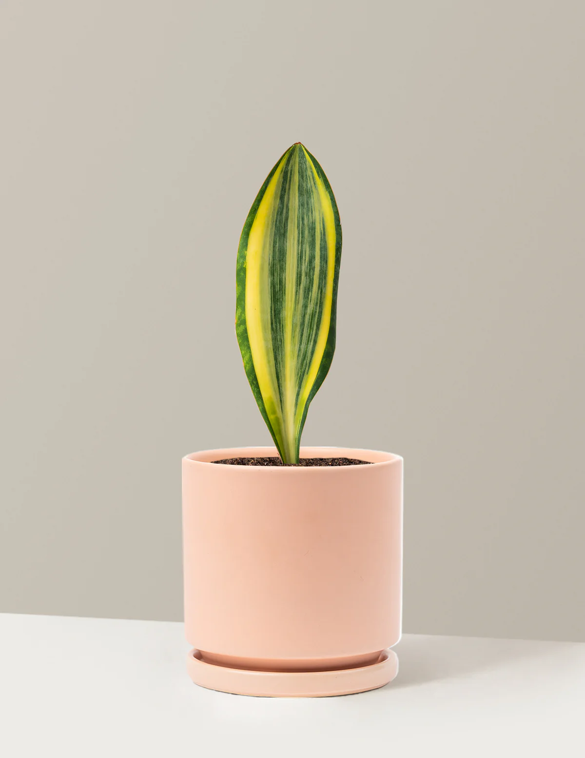 Variegated Whale Fin Snake Plant - Image 13