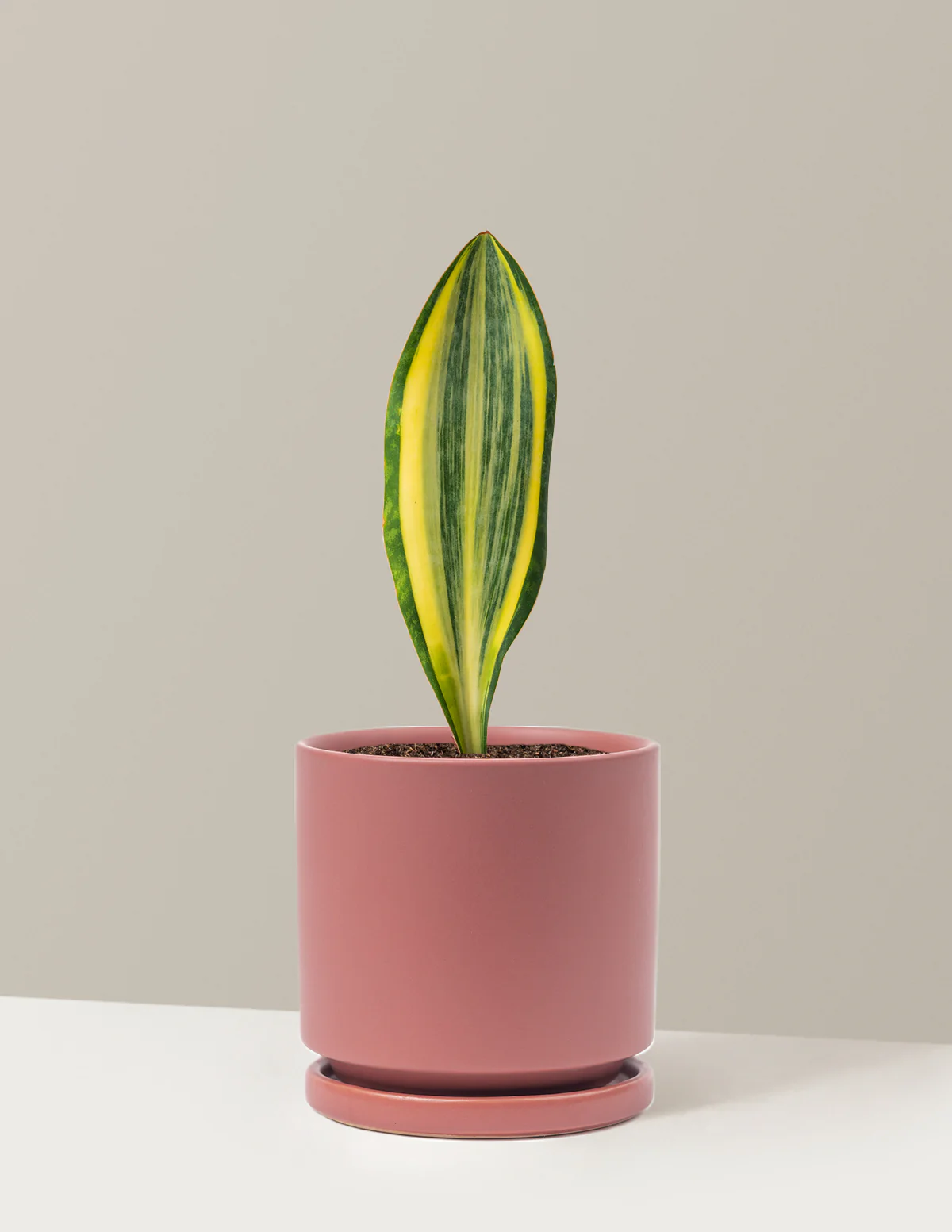 Variegated Whale Fin Snake Plant - Image 14