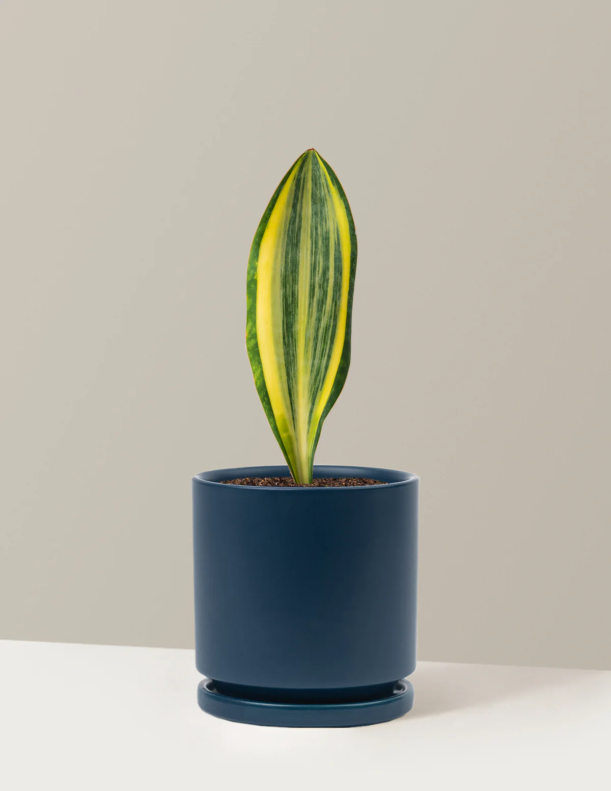 Variegated Whale Fin Snake Plant - Image 15