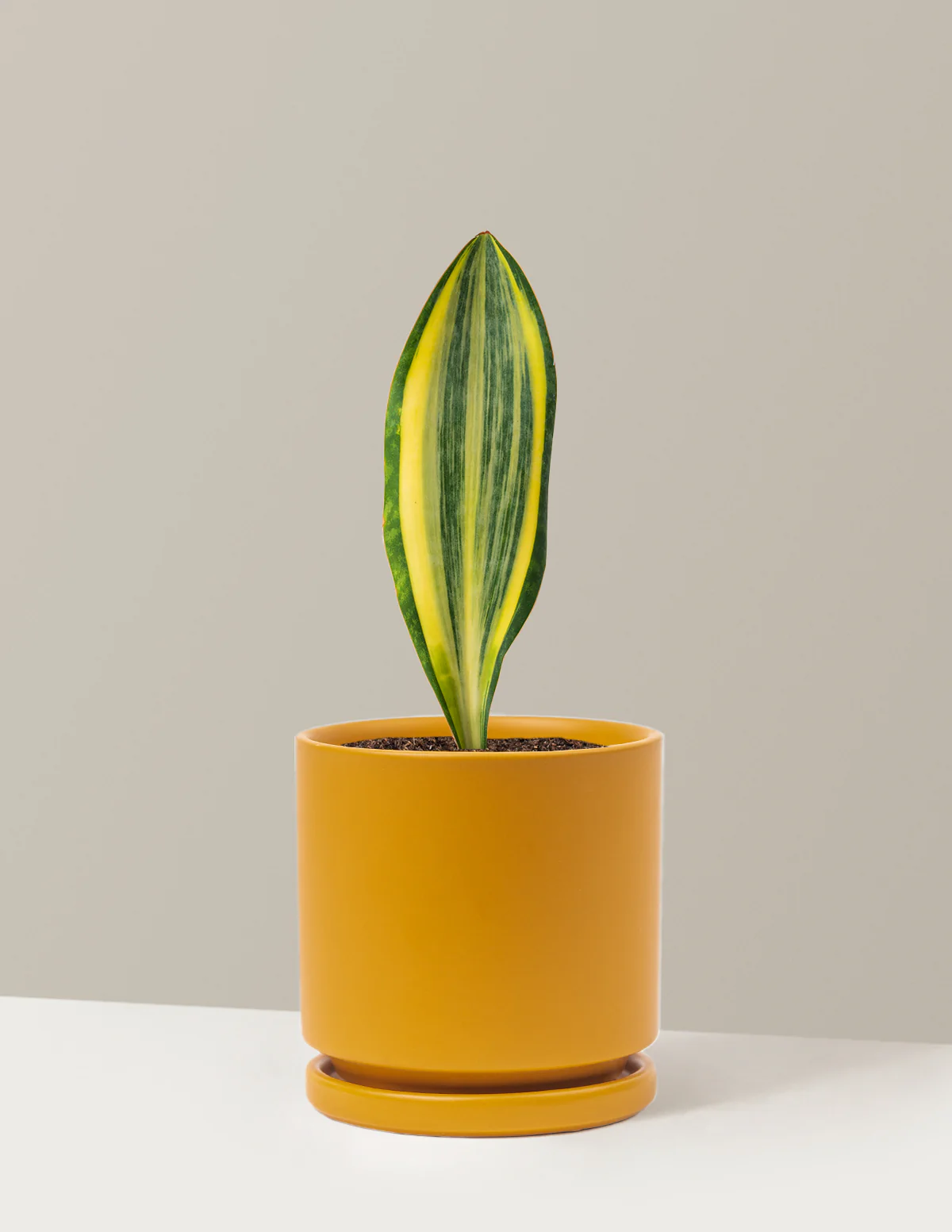 Variegated Whale Fin Snake Plant - Image 16