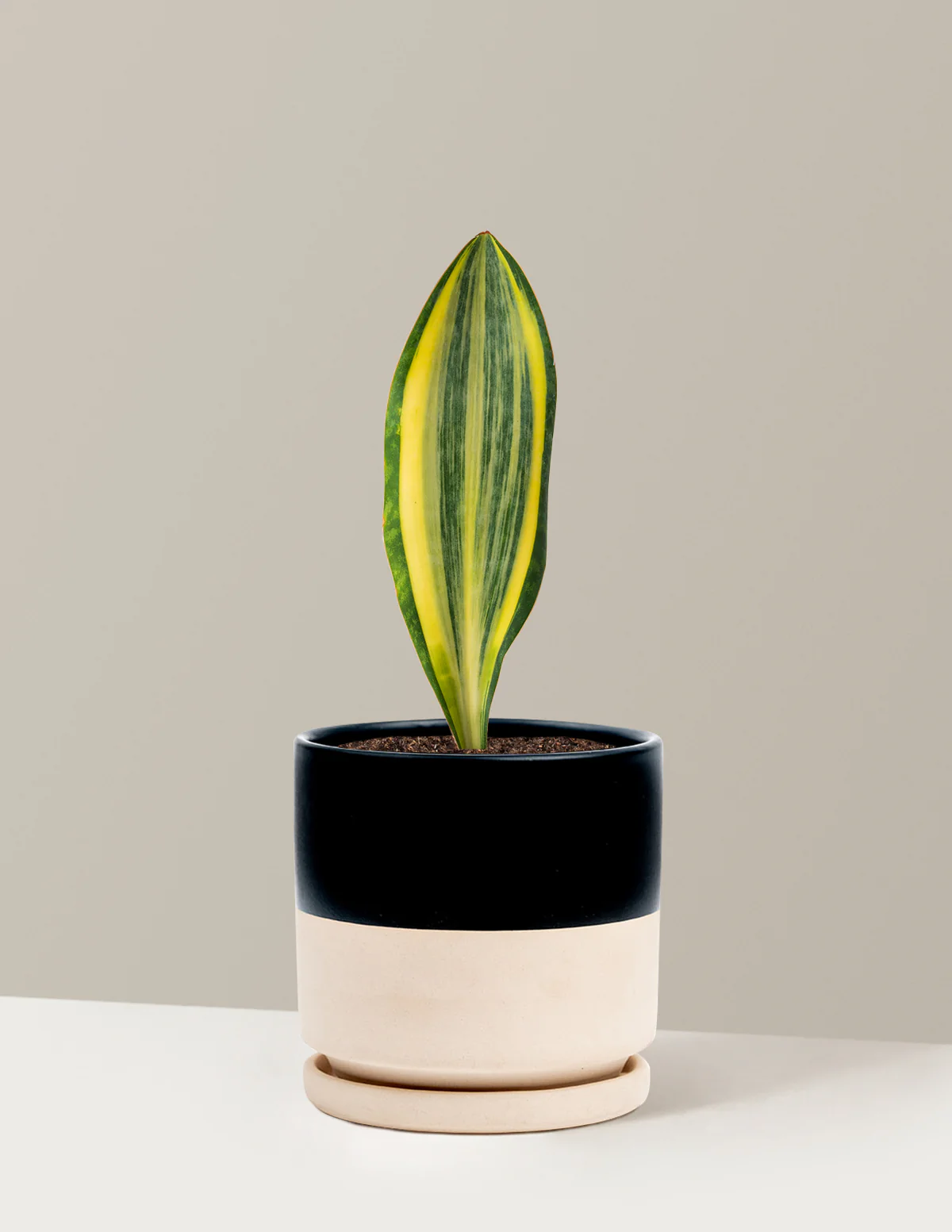 Variegated Whale Fin Snake Plant - Image 17