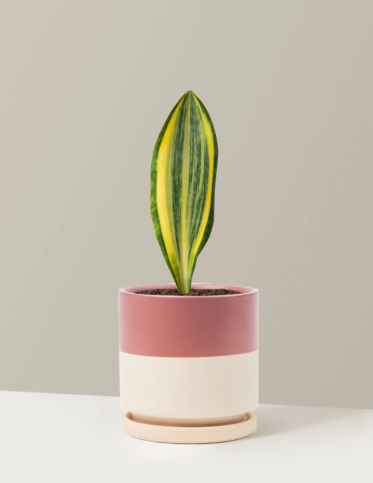 Variegated Whale Fin Snake Plant - Image 18