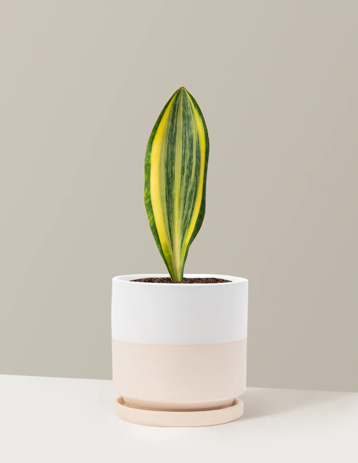 Variegated Whale Fin Snake Plant - Image 19