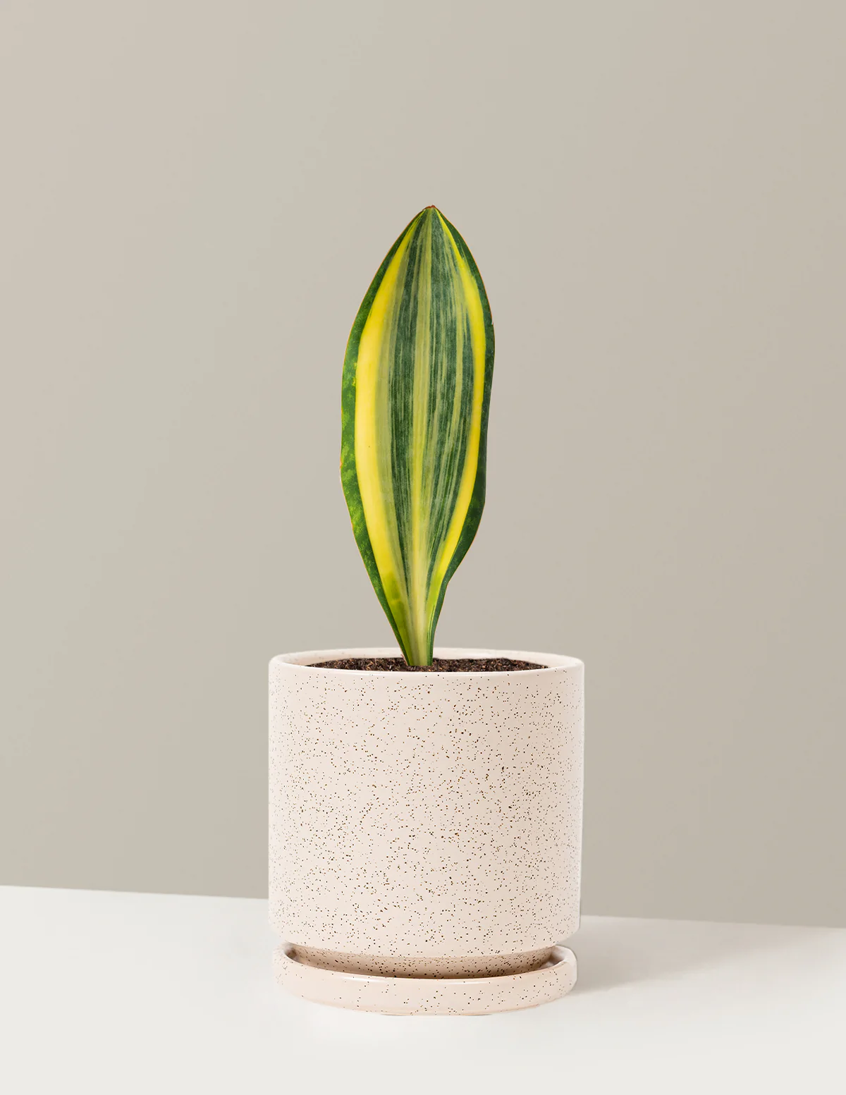 Variegated Whale Fin Snake Plant - Image 20