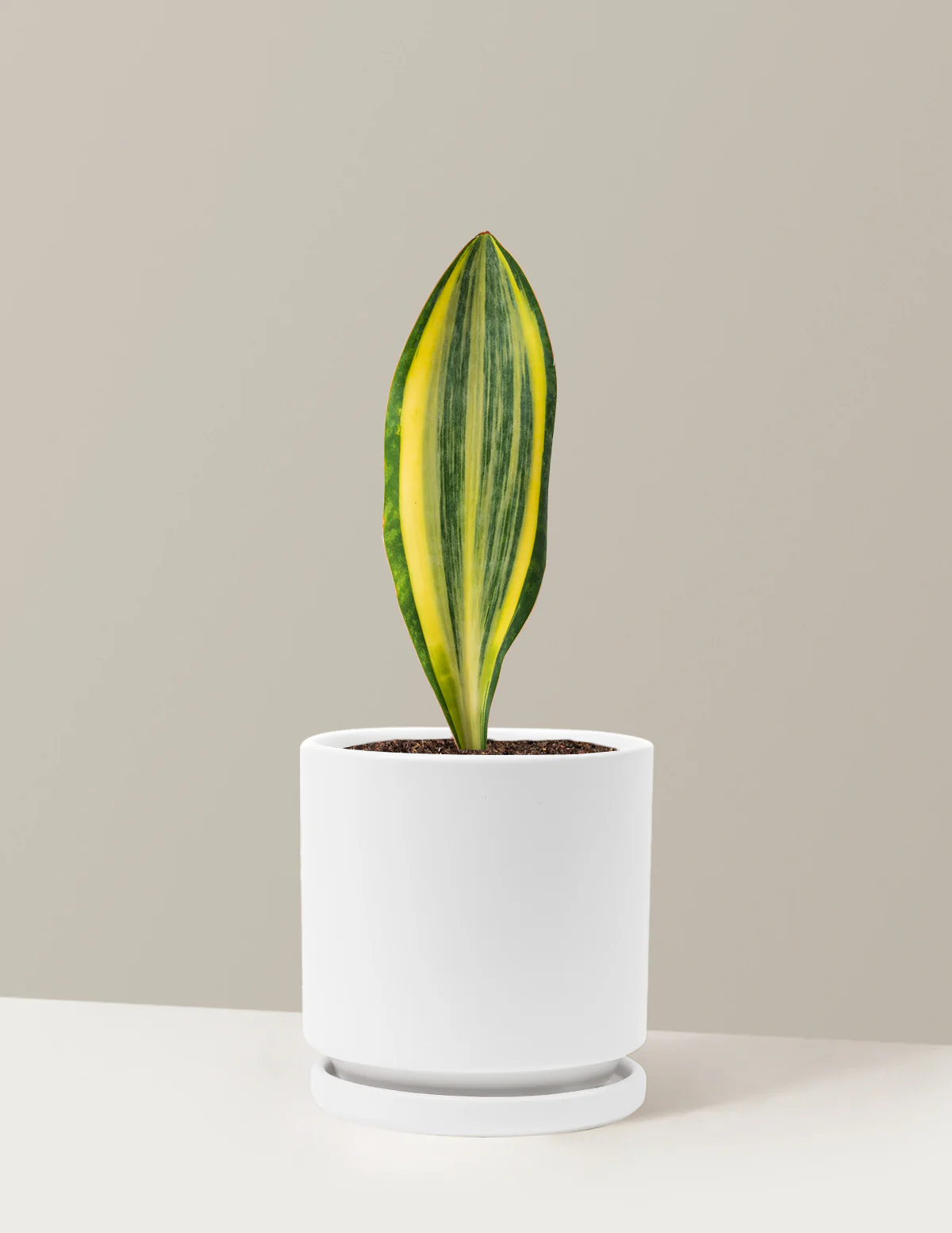 Variegated Whale Fin Snake Plant - Image 21