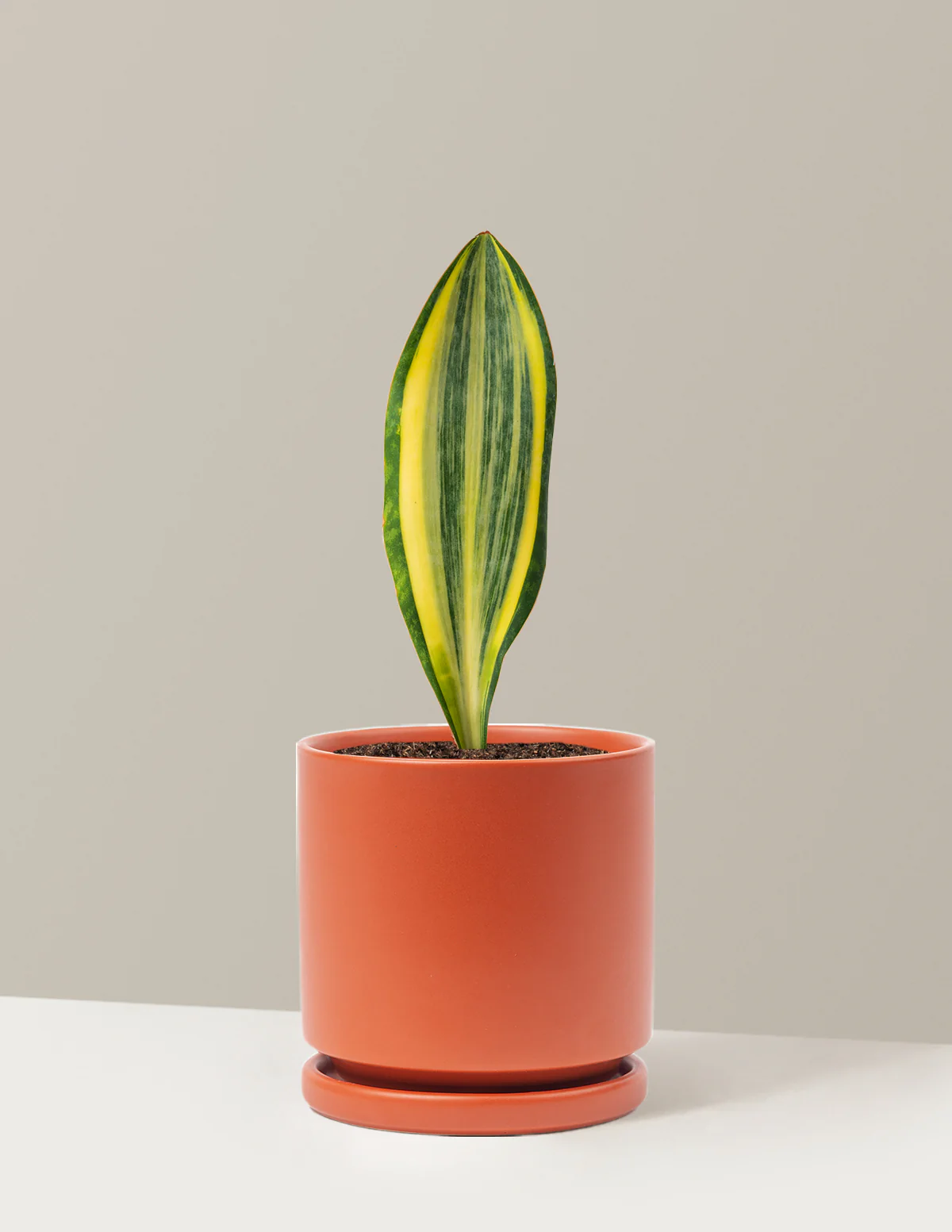 Variegated Whale Fin Snake Plant - Image 3