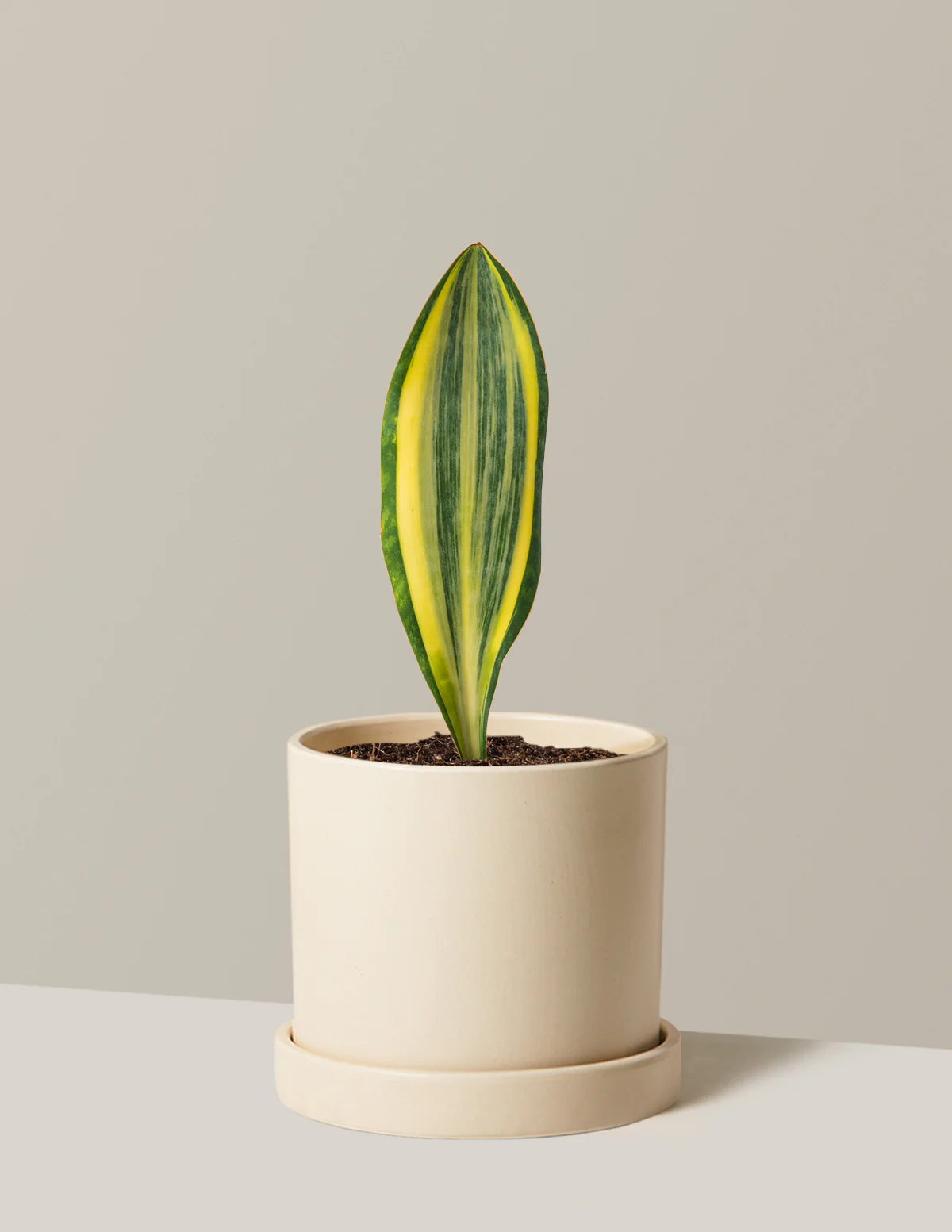 Variegated Whale Fin Snake Plant - Image 4