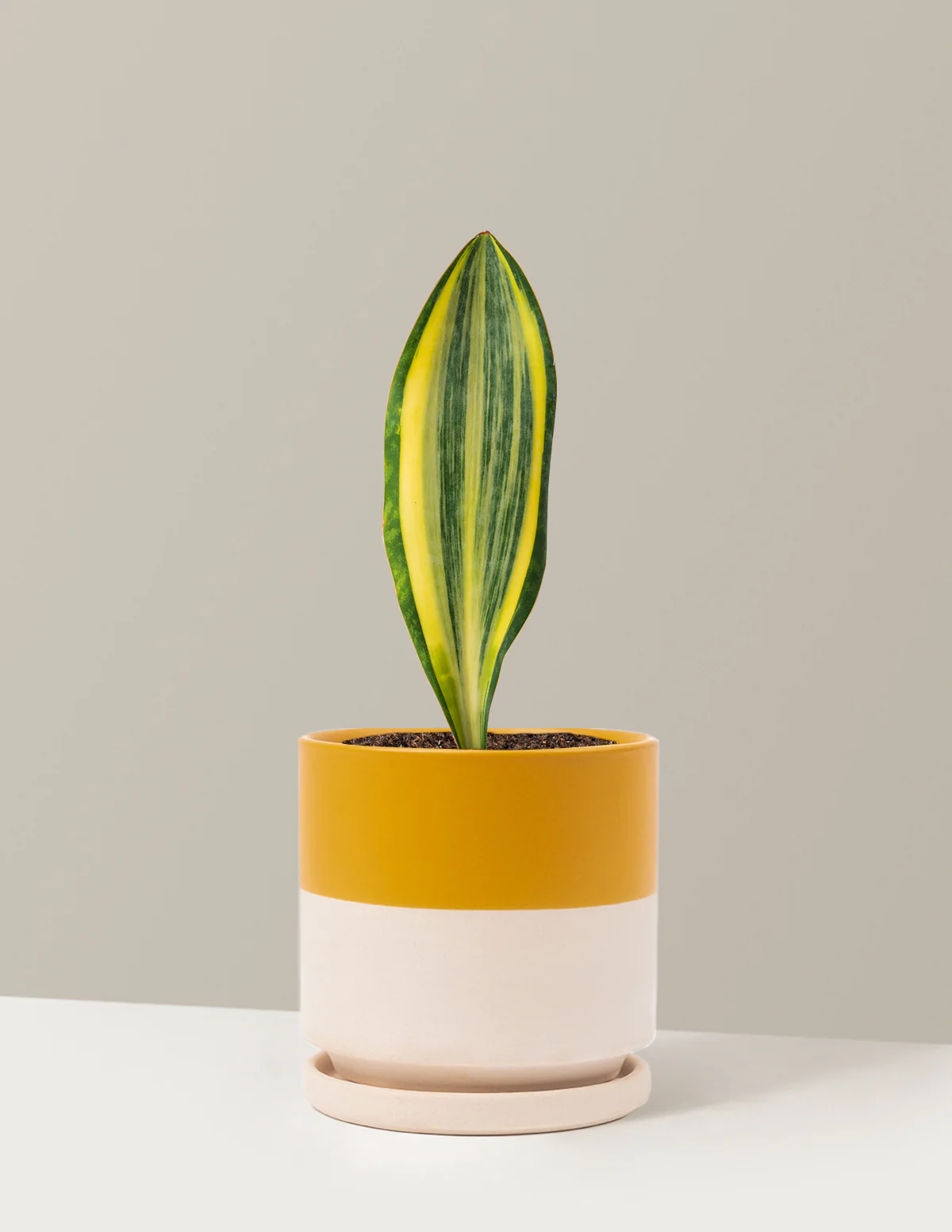 Variegated Whale Fin Snake Plant - Image 5