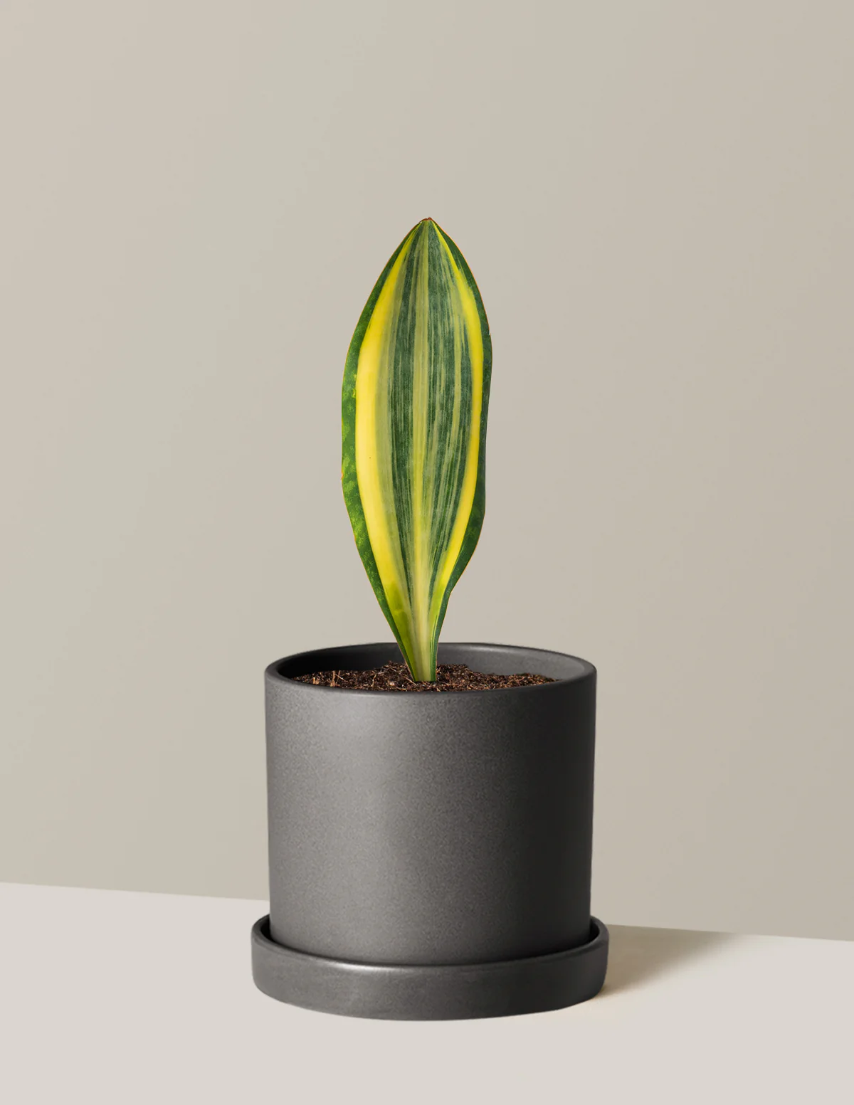Variegated Whale Fin Snake Plant - Image 6