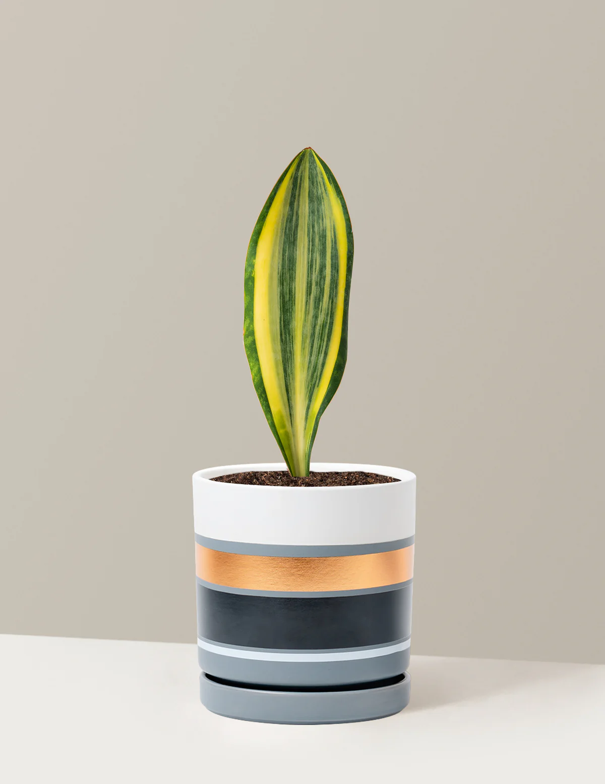 Variegated Whale Fin Snake Plant - Image 7