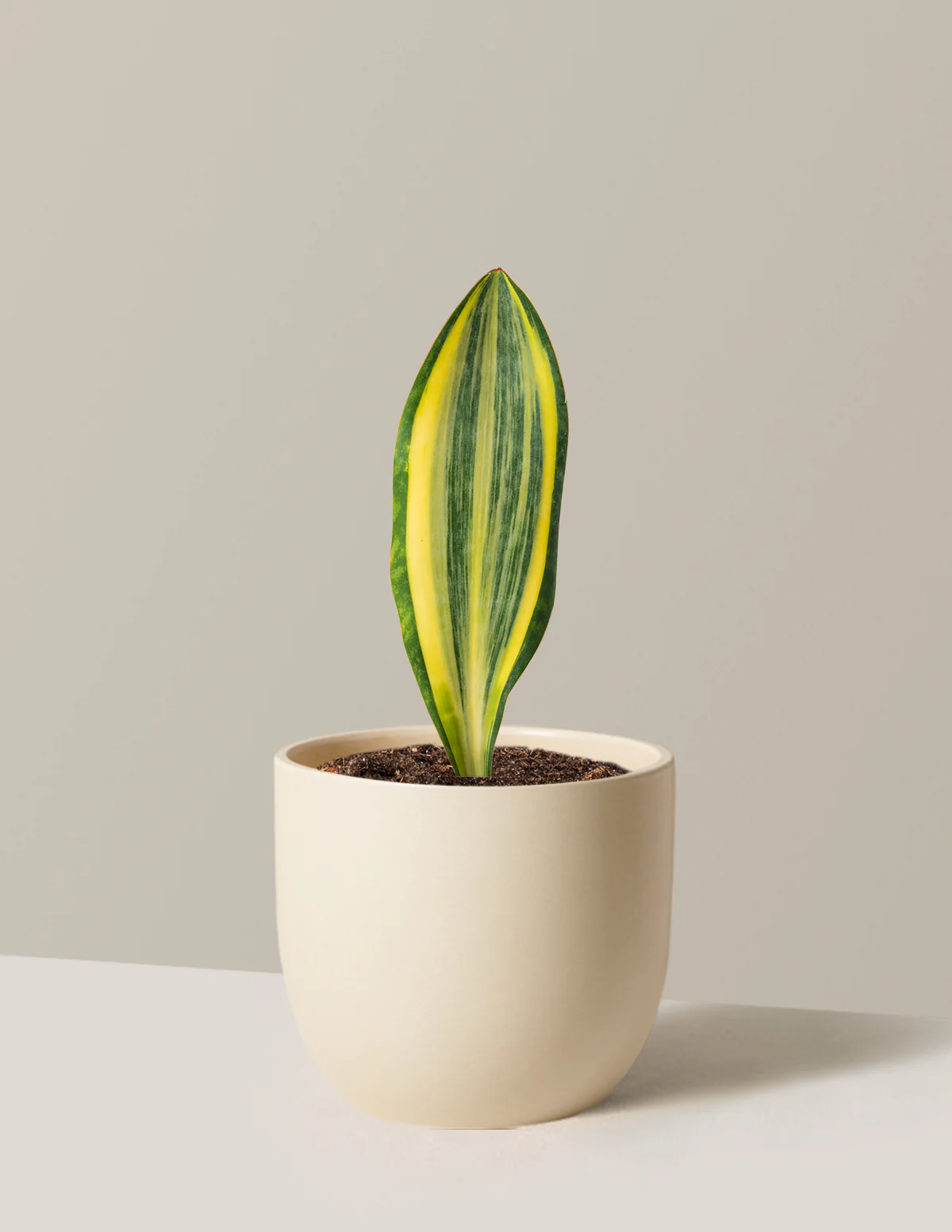 Variegated Whale Fin Snake Plant - Image 9