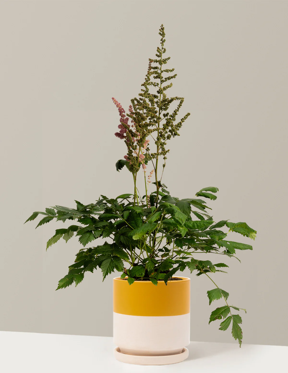Vision in Pink Astilbe - Image 10