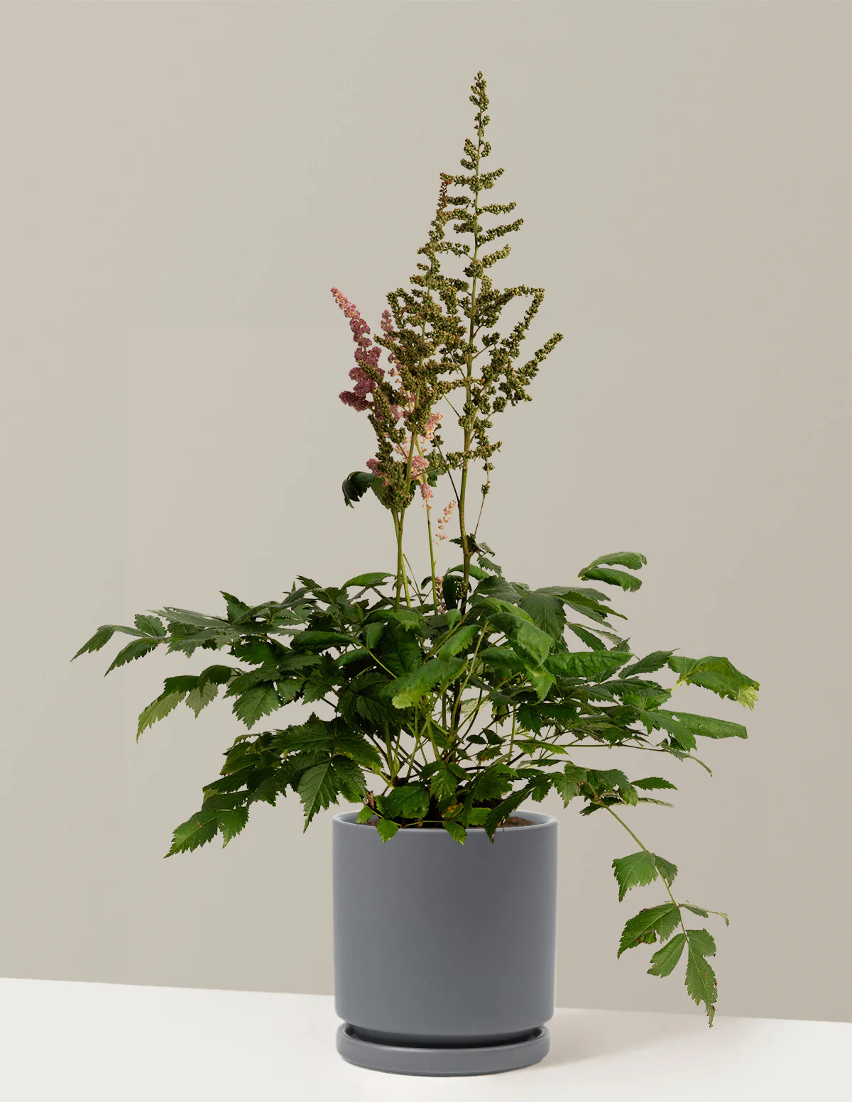 Vision in Pink Astilbe - Image 14