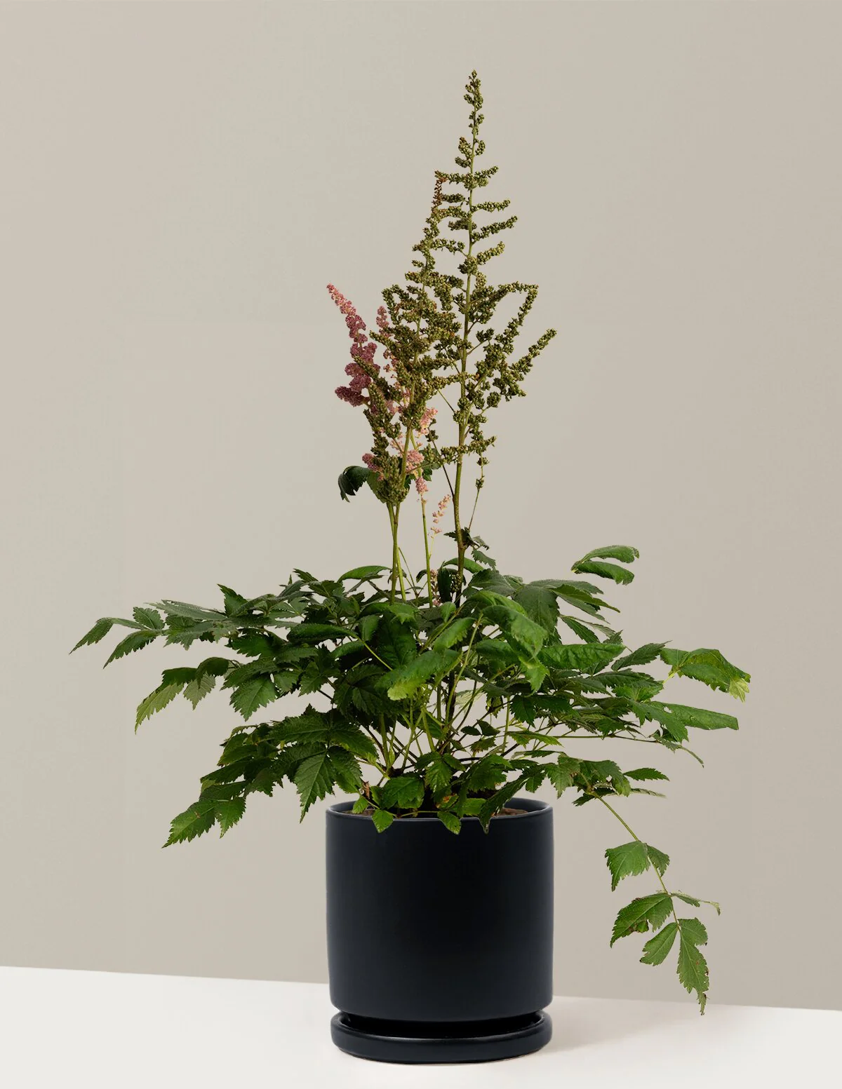 Vision in Pink Astilbe - Image 16
