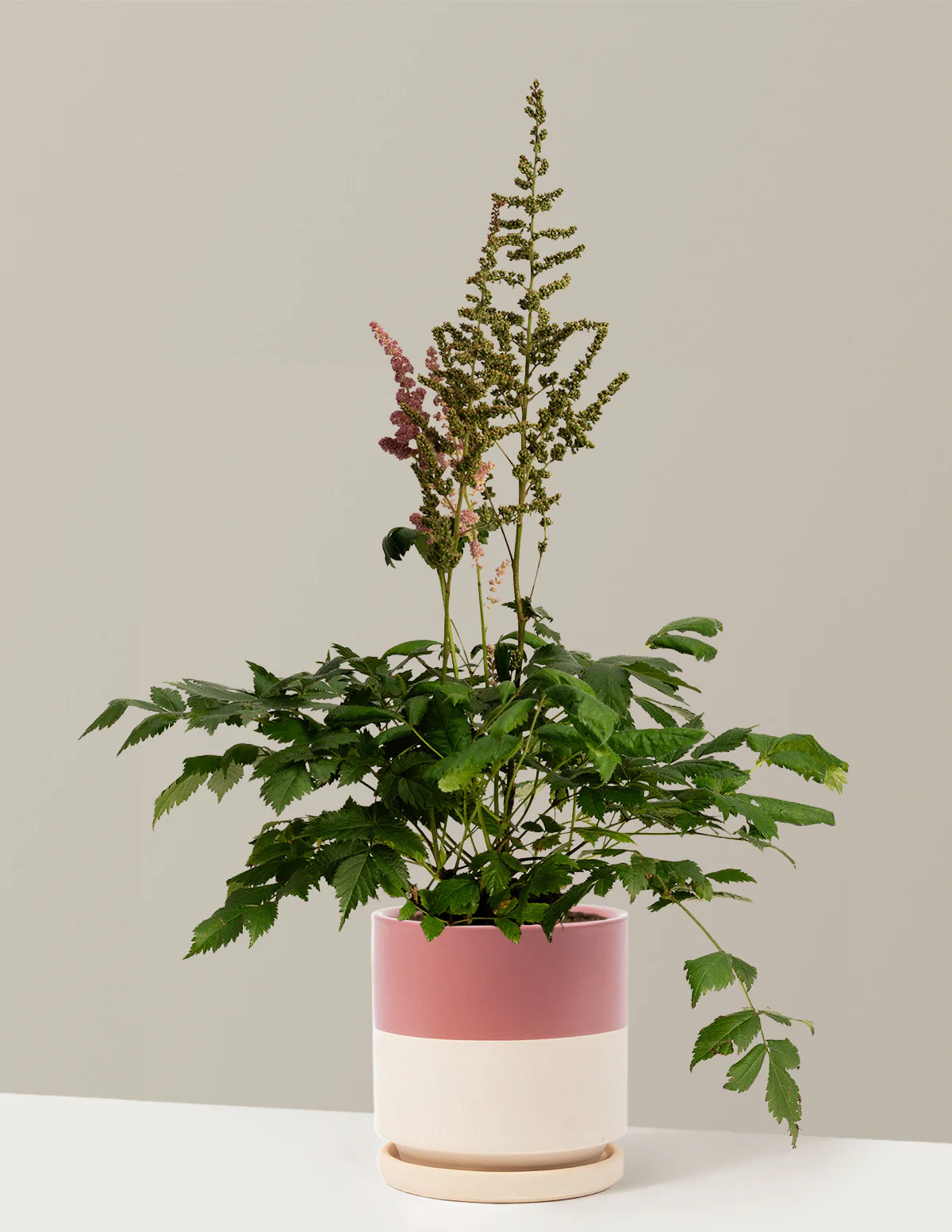 Vision in Pink Astilbe - Image 17