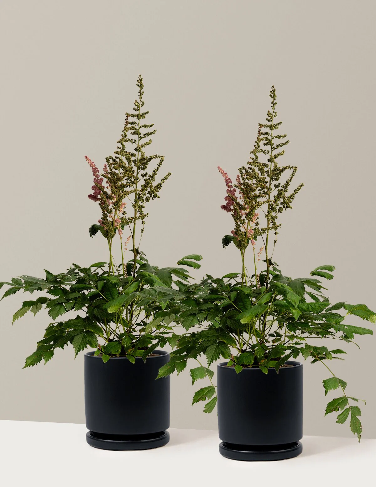 Vision in Pink Astilbe - Image 19