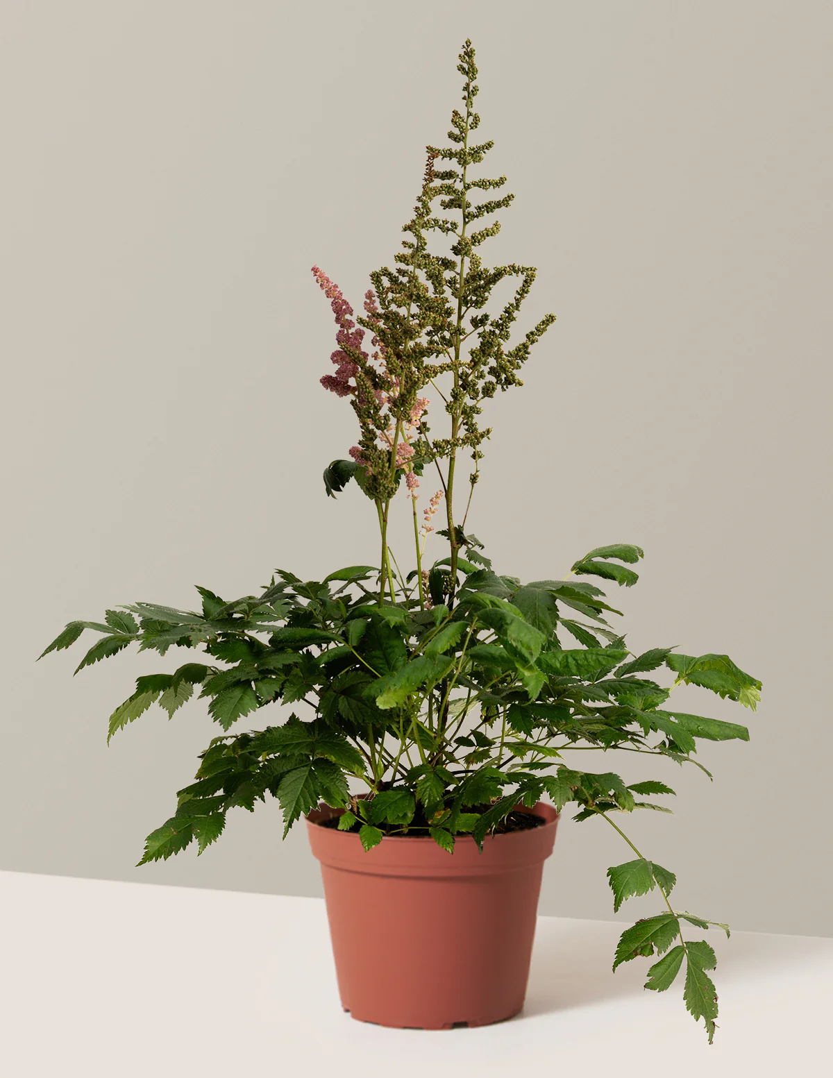 Vision in Pink Astilbe - Image 3