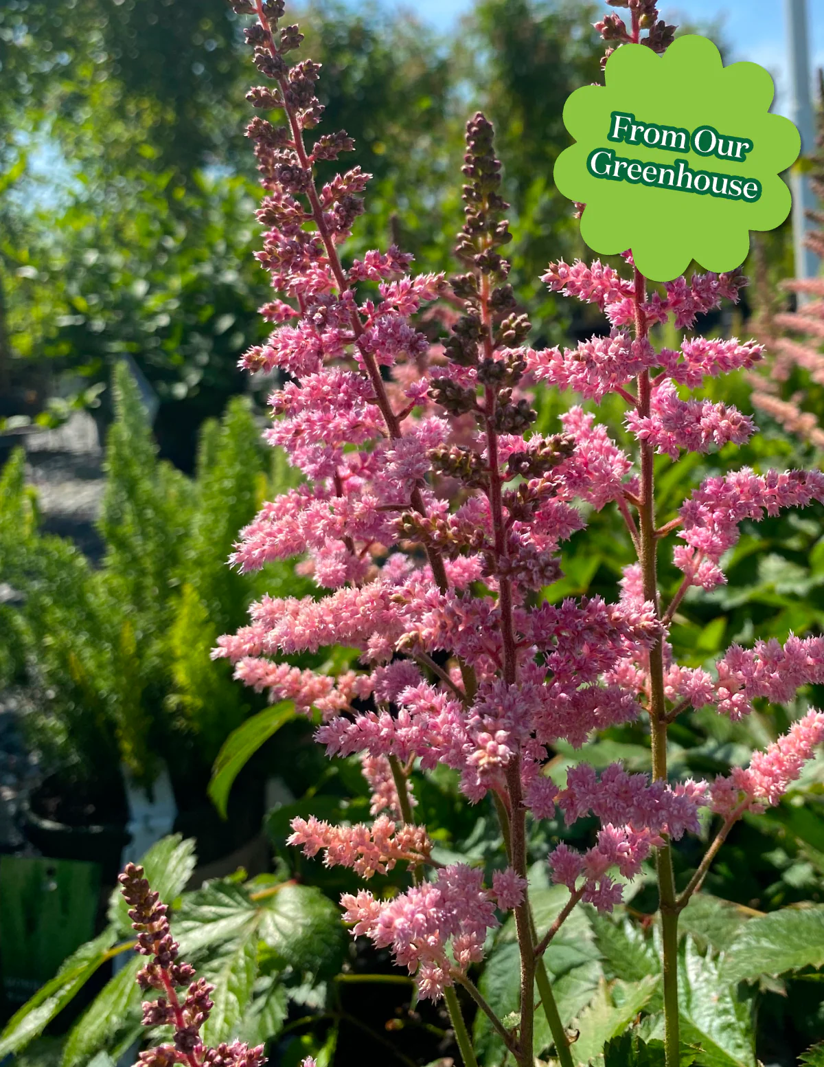Vision in Pink Astilbe - Image 5