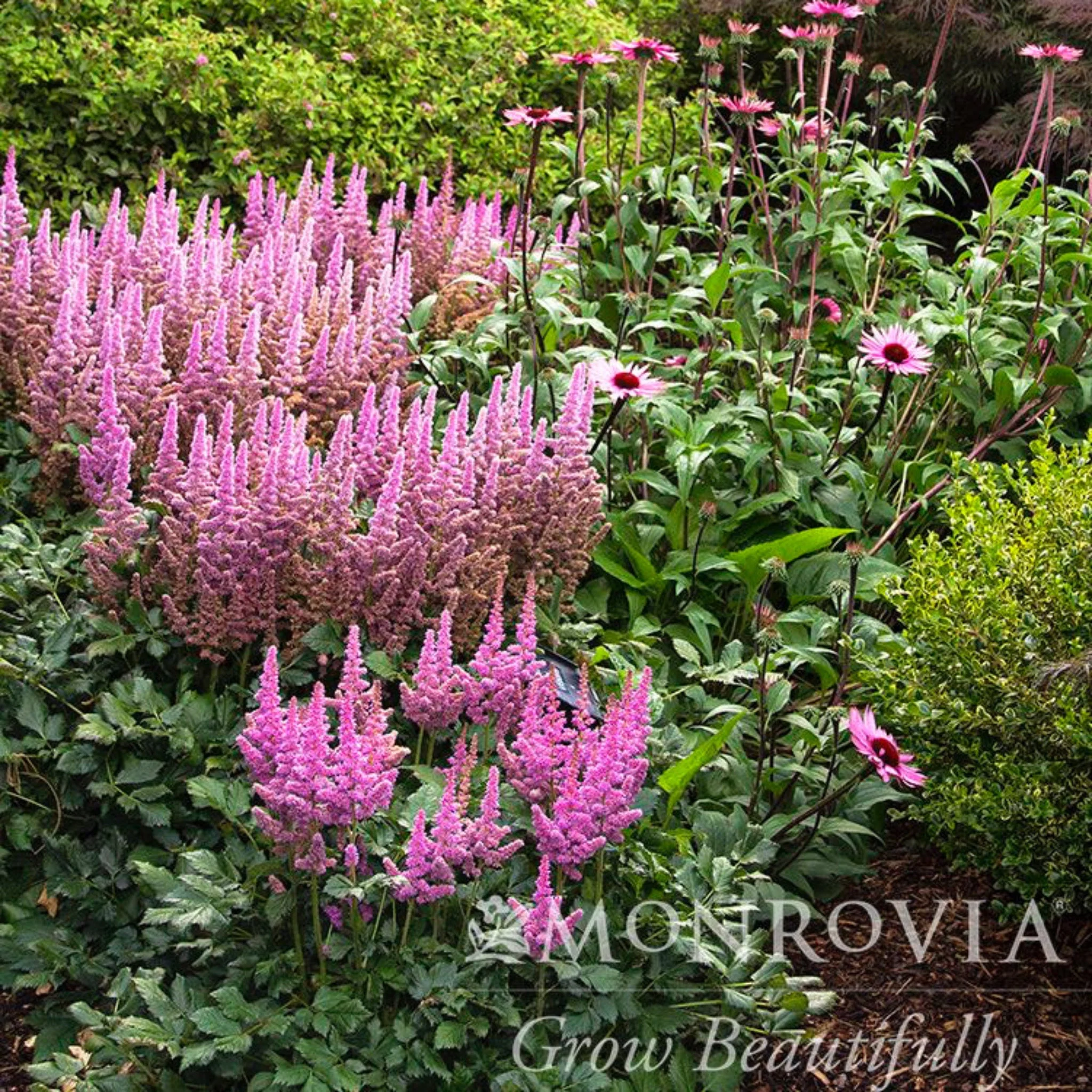 Vision in Pink Astilbe - Image 6
