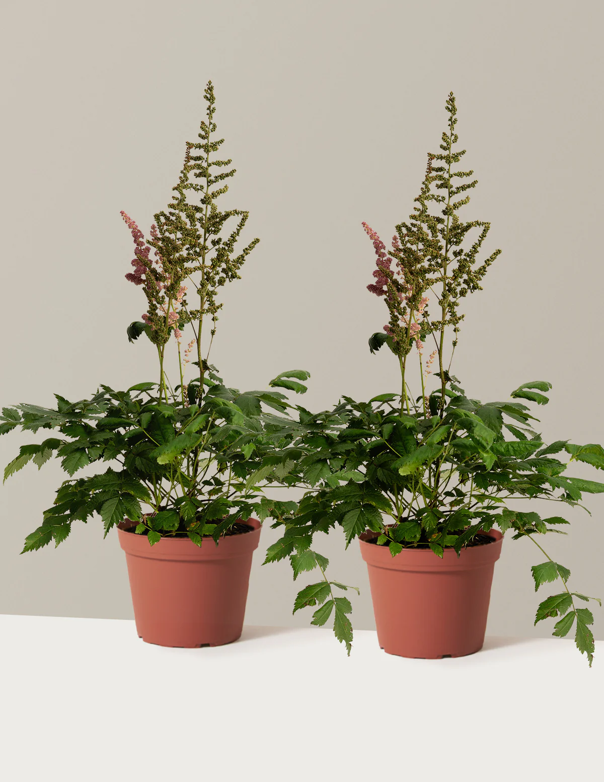 Vision in Pink Astilbe - Image 8