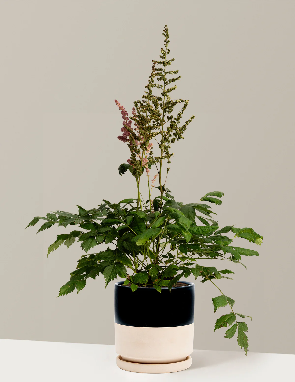 Vision in Pink Astilbe - Image 9