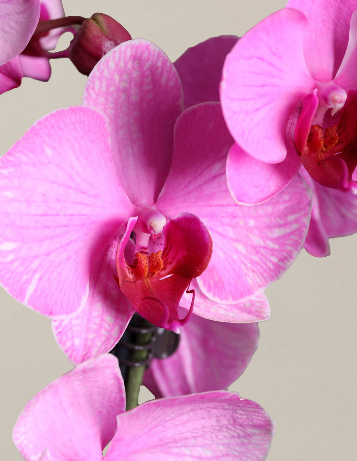 Watercolor Orchid Party Pack - Image 6